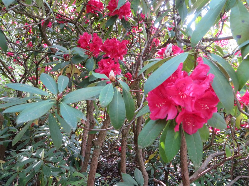 Rhododendron Hybride Michael Waterer